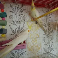 چند جفت عروس هلندی معاوضه با کبوتر کلی