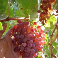 انواع نهال انگور پر ریشه|خدمات باغبانی و درختکاری|فسا, |دیوار