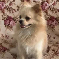 به دنبال ماده پامرین برای جفت