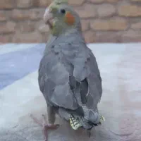 عروس هلندی|پرنده|بافق, |دیوار