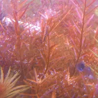 گیاه آکواریوم پلنت