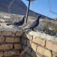 کفتر|پرنده|میان ولایت, |دیوار