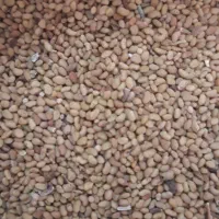 بذر قره یونجه