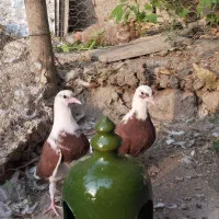 کبوتر تکپر|پرنده|کلاله, |دیوار
