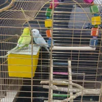 مرغ عشق نرو ماده