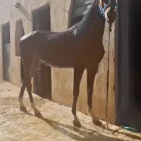 اسب مادیون عرب