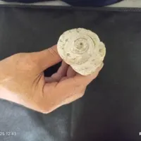 فسیل سنگ حلزونی