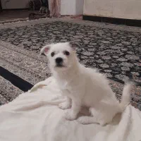 سگ فروشی ۵ماه شینتوز شناسنامه داره حرف گوشکن