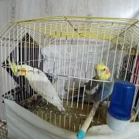 عروس هلندی به شرط|پرنده|خان ببین, |دیوار