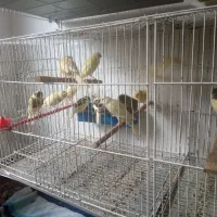 قناری|پرنده|رشت, کوی مهر|دیوار