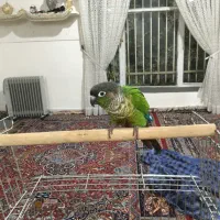 طوطی گرنجگ سخنگو خوش رنگ