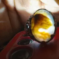 انگشتر شجر خوشگل