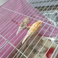 قناری نر ماده|پرنده|مشهد, فریزی|دیوار