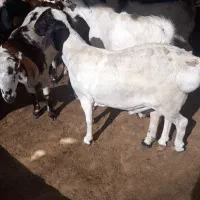 بره قوچ بصورت گوشتی وسرپا بفروش میرسه