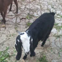 دوعدد بزغاله فروشی