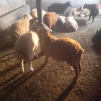 بره نر|حیوانات مزرعه|قشلاق دشت, |دیوار