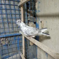 نر کلاغی کاکلی