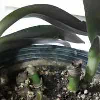 گل های متنوع|گل و گیاه طبیعی|نجفآباد, جعفرآباد|دیوار