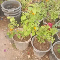 هرس کاری .سم پاشی .انواع نهال میوه .کاشت گل