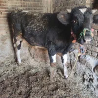 گوساله سیمینتال و هلشتاین نر