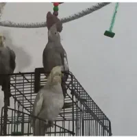 فروش ۳عدد عروس هلندی نروماده دستی وسخنگو|پرنده|شیراز, پشم شیشه|دیوار