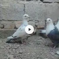 کبوتر رنگی معامله با سبز|پرنده|سراوان, |دیوار