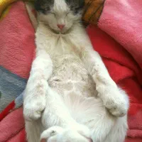 گربه نر واکسن خورده