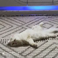 پرشین ماده عقیم شده