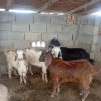 4راس بز جوان ویک بزغاله شیر خار