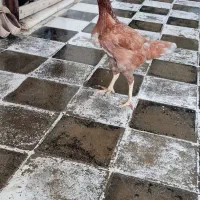 مرغ و خروس محلی