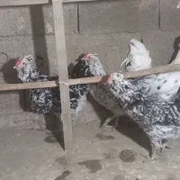 فروش جوجه گلین|حیوانات مزرعه|هشتگرد, سعید آباد|دیوار