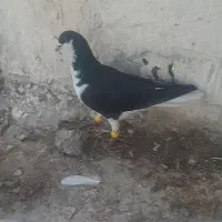 شیرازی سیاه نر  شلاقی