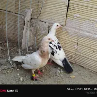 کله هما