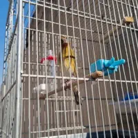 سهره قناری موقوم تهران اوستاد|پرنده|رباط‌کریم, رباط‌کریم|دیوار