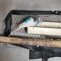 مرغ عشق عروس هلندی و فنچ|پرنده|فیروزکوه, |دیوار