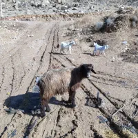 میش کهره کیلی|حیوانات مزرعه|درودزن, |دیوار