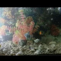 اکواریوم ماهی