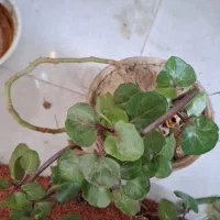 به پاس شب یلدا ۱۲ عدد گل طبیعی دو میلیون|گل و گیاه طبیعی|اصفهان, منتظرالمهدی|دیوار