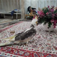 جوجه عروس هلندی لوتینو دوکت|پرنده|پیشوا, |دیوار