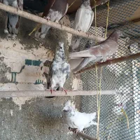 کفتر تهرانی