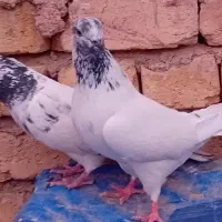 کبوتر پرشی سنگین