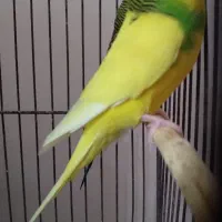 مرغ عشق|پرنده|اردبیل, |دیوار