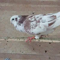 پرنده سرای داش حسن|پرنده|آمل, |دیوار