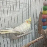 عروس هلندی لوتینو نر