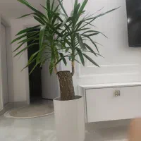 دو عدد گیاه یوکا