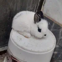 بچه خرگوش لوپ|موش و خرگوش|سبزوار, پاسداران|دیوار