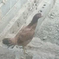 مرغ خروس لاری 4میلیون