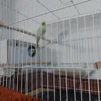 مرغ عشق نژاد رینبو المانی