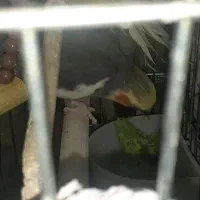 یک جفت عروس هلندی فوری فروشی