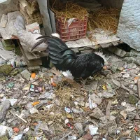 تخم مرغ سلطان مرغ توسی ومشگی